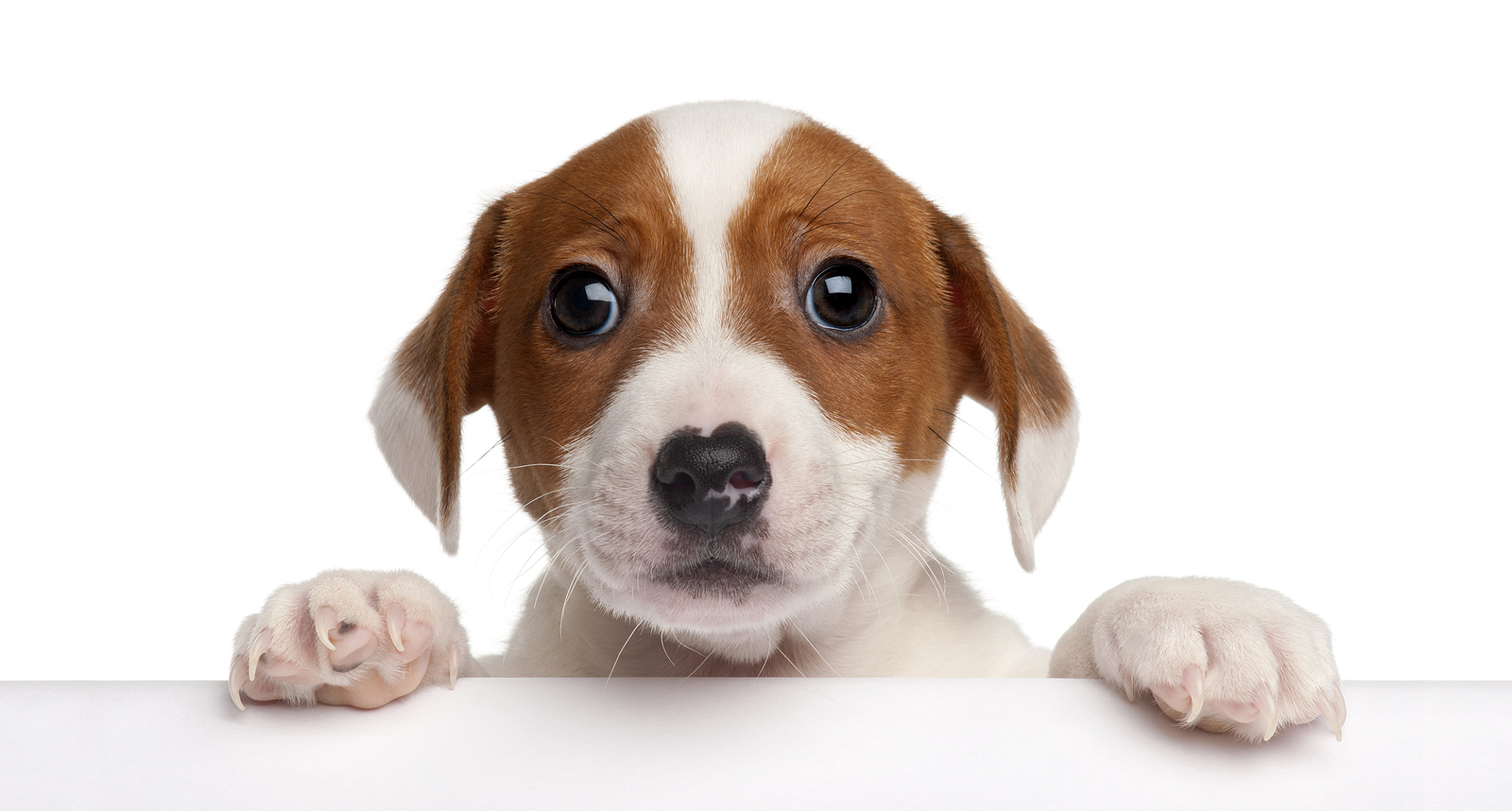 Jack Russell Terrier puppy, 2 months old, getting out of a box i